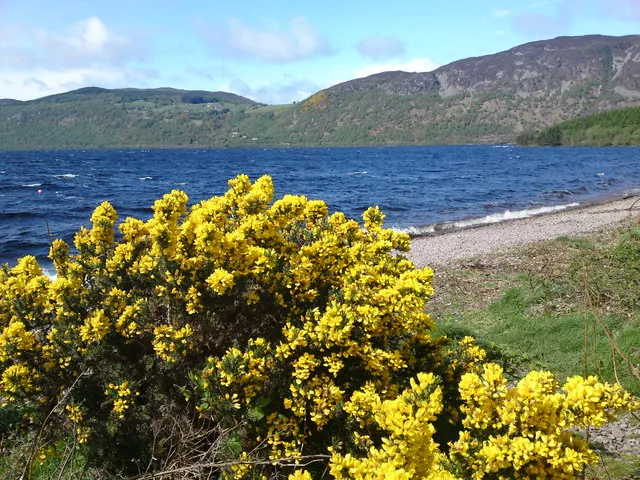 Ajoncs en fleur au bord du Loch Ness, au printemps