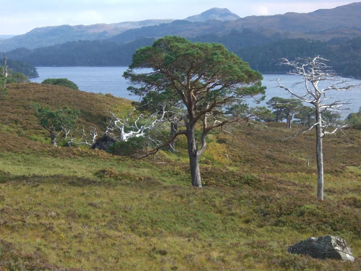 Randonnée à Glen Affric depuis le Loch Ness